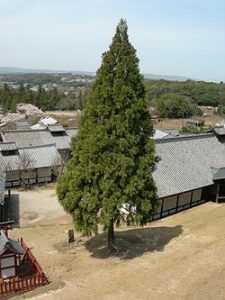 スギの木